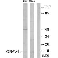 Western blot analysis of extracts from 293 cells and HeLa cells, using ORAV1 antibody.
