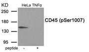 Western blot analysis of extracts from HeLa cells treated with TNF using Phospho-CD45 (Ser1007) antibody.The lane on the right is treated with the antigen-specific peptide.