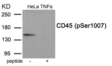 Western blot analysis of extracts from HeLa cells treated with TNF using Phospho-CD45 (Ser1007) antibody.The lane on the right is treated with the antigen-specific peptide.