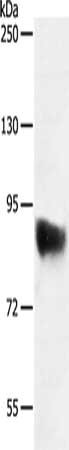 Gel: 8%SDS-PAGE, Lysate: 50 ug, Lane: Jurkat cells, Primary antibody: CSB-PA448223(SEMA3G Antibody) at dilution 1/400, Secondary antibody: Goat anti rabbit IgG at 1/8000 dilution, Exposure time: 30 minutes