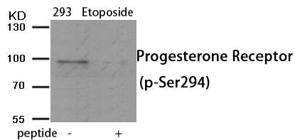 Western blot analysis of extracts from 293 cells treated with Etoposide using Phospho-Progesterone Receptor (Ser294) antibody.The lane on the right is treated with the antigen-specific peptide.