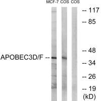 Western blot analysis of extracts from MCF-7 cells and COS-7cells, using APOBEC3D/F antibody.