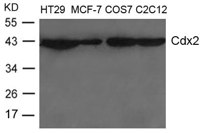 Western blot analysis of extracts from HT-29, MCF-7, COS-7 and C2C12 cells using Cdx2 Antibody.