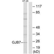 Western blot analysis of extracts from HT-29 cells, using GJB7 antibody.