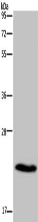 Gel: 12+15%SDS-PAGE, Lysate: 40 ug, Lane: Mouse heart tissue, Primary antibody: CSB-PA449687(CMTM5 Antibody) at dilution 1/400, Secondary antibody: Goat anti rabbit IgG at 1/8000 dilution, Exposure time: 1 minute