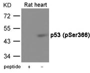 Western blot analysis of extracts from Rat heart using p53 (Phospho-Ser366) Antibody.The lane on the left is treated with the antigen-specific peptide.