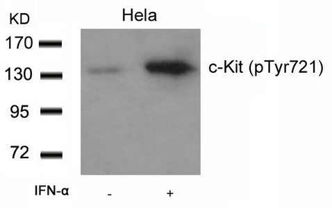 Western blot analysis of extracts from Hela cells untreated or treated with IFN-a using c-Kit(Phospho-Tyr721) Antibody.