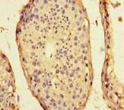 Immunohistochemistry of paraffin-embedded human testis tissue using CSB-PA450720LA01HU at dilution of 1:100