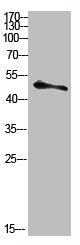 Western blot analysis of HELA-UV Cell Lysate using antibody