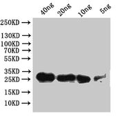 Western Blot Positive WB detected in: recombinant protein All lanes:Sgf11 Antibody at 1:1000 Secondary Goat polyclonal to rabbit IgG at 1/50000 dilution Predicted band size: 23.6 kDa Observed band size: 24 kDa