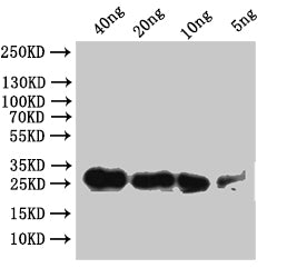 Western Blot Positive WB detected in: recombinant protein All lanes:Sgf11 Antibody at 1:1000 Secondary Goat polyclonal to rabbit IgG at 1/50000 dilution Predicted band size: 23.6 kDa Observed band size: 24 kDa