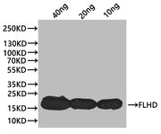 Western Blot Positive WB detected in: recombinant protein All lanes:flhD Antibody at 1:1000 Secondary Goat polyclonal to rabbit IgG at 1/20000 dilution Predicted band size: 17.7 kDa Observed band size: 17 kDa