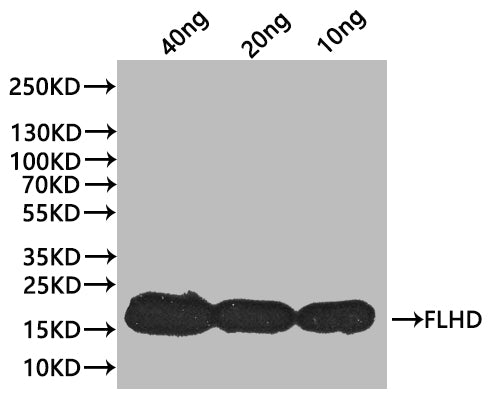 Western Blot Positive WB detected in: recombinant protein All lanes:flhD Antibody at 1:1000 Secondary Goat polyclonal to rabbit IgG at 1/20000 dilution Predicted band size: 17.7 kDa Observed band size: 17 kDa