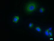 Immunofluorescence staining of MCF-7 cells with CSB-PA457545LA01HU at 1:50, counter-stained with DAPI. The cells were fixed in 4% formaldehyde, permeabilized using 0.2% Triton X-100 and blocked in 10% normal Goat Serum. The cells were then incubat...