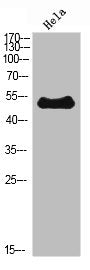 Western Blot analysis of Hela cells using ETBR Polyclonal Antibody diluted at 1:500. Secondary antibody was diluted at 1:20000