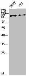 Western Blot analysis of various cells using Antibody diluted at 1:1000. Secondary antibody was diluted at 1:20000