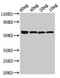 Western Blot Positive WB detected in Recombinant protein All lanes: kgp antibody at 3µg/ml Secondary Goat polyclonal to rabbit IgG at 1/50000 dilution Predicted band size: 56 kDa Observed band size: 56 kDa