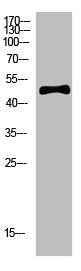 Western Blot analysis of hela cells using primary antibody diluted at 1:500(4°C overnight). Secondary antibody:Goat Anti-rabbit IgG IRDye 800( diluted at 1:5000, 25°C, 1 hour)