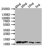 Western Blot Positive WB detected in Recombinant protein All lanes: A29L antibody at 1:1000 Secondary Goat polyclonal to rabbit IgG at 1/50000 dilution predicted band size: 13 kDa observed band size: 13 kDa