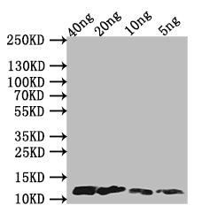Western Blot Positive WB detected in Recombinant protein All lanes: A29L antibody at 1:1000 Secondary Goat polyclonal to rabbit IgG at 1/50000 dilution predicted band size: 13 kDa observed band size: 13 kDa