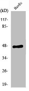 Western Blot analysis of MCF7 cells using CNPase Polyclonal Antibody
