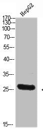 Western Blot analysis of HEPG2 cells using Tryptase-3 Polyclonal Antibody diluted at 1:800. Secondary antibody was diluted at 1:20000