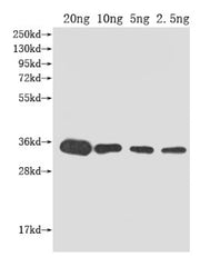 Western Blot Positive WB detected in Recombinant protein All lanes: kdsB antibody at 1:2000 Secondary Goat polyclonal to rabbit IgG at 1/50000 dilution Predicted band size: 33 kDa Observed band size: 33 kDa