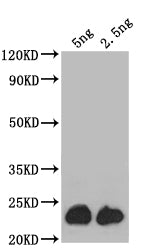 Western Blot Positive WB detected in: recombinant protein All lanes: ASPZODRAFT_1728931 Antibody at 1:1000 Secondary Goat polyclonal to rabbit IgG at 1/50000 dilution Predicted band size: 24 kDa Observed band size: 24 kDa