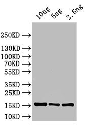 Western Blot Positive WB detected in: recombinant protein All lanes: ASPZODRAFT_1728931 Antibody at 1:1000 Secondary Goat polyclonal to rabbit IgG at 1/50000 dilution Predicted band size: 15 kDa Observed band size: 15 kDa