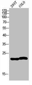 Western blot analysis of 293T COLO using MRP-L35 antibody. Antibody was diluted at 1:2000. Secondary antibody was diluted at 1:20000