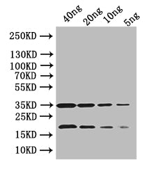 Western Blot Positive WB detected in: recombinant protein All lanes:bamA Antibody at 1:1000 Secondary Goat polyclonal to rabbit IgG at 1/20000 dilution Predicted band size: 34.5 kDa Observed band size: 34 kDa