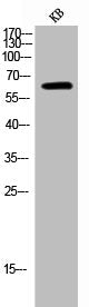 Western Blot analysis of KB cells using Phospho-AMPKα1/2 (T183/172) Polyclonal Antibody