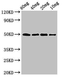 Western Blot Positive WB detected in Recombinant protein All lanes: ghrA antibody at 3ug/ml Secondary Goat polyclonal to rabbit IgG at 1/50000 dilution Predicted band size: 50 kDa Observed band size: 50 kDa