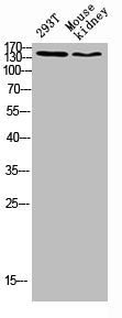 Western blot analysis of 293T lysate, mouse kidney antibody was diluted at 500. Secondary antibody was diluted at 1:20000