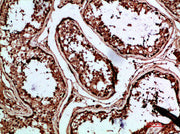 Immunohistochemical analysis of paraffin-embedded human-testis, antibody was diluted at 1:200
