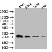 Western Blot Positive WB detected in: recombinant protein All lanes:ABCA13 Antibody at 1:1000 Secondary Goat polyclonal to rabbit IgG at 1/50000 dilution Predicted band size: 28 kDa Observed band size: 28 kDa