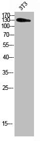 Western blot analysis of 3T3 using ADAMTS-18 antibody.. Secondary antibody was diluted at 1:20000