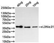 Western Blot Positive WB detected in: recombinant protein All lanes:L3Nie.01 Antibody at 1:1000 Secondary Goat polyclonal to rabbit IgG at 1/20000 dilution Predicted band size: 33.3 kDa Observed band size: 36 kDa