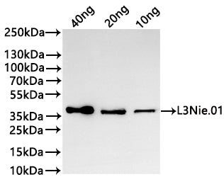 Western Blot Positive WB detected in: recombinant protein All lanes:L3Nie.01 Antibody at 1:1000 Secondary Goat polyclonal to rabbit IgG at 1/20000 dilution Predicted band size: 33.3 kDa Observed band size: 36 kDa