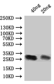 Western Blot Positive WB detected in: recombinant protein All lanes:Pnap Antibody at 1:1000 Secondary Goat polyclonal to rabbit IgG at 1/50000 dilution Predicted band size: 24 kDa Observed band size: 27 kDa