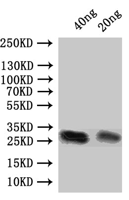 Western Blot Positive WB detected in: recombinant protein All lanes:Pnap Antibody at 1:1000 Secondary Goat polyclonal to rabbit IgG at 1/50000 dilution Predicted band size: 24 kDa Observed band size: 27 kDa