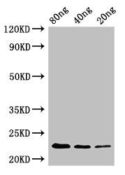 Western Blot Positive WB detected in Recombinant protein All lanes: pyrE antibody at 2.4µg/ml Secondary Goat polyclonal to rabbit IgG at 1/50000 dilution predicted band size: 23 kDa observed band size: 23 kDa