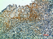 Immunohistochemical analysis of paraffin-embedded human-tonsils, antibody was diluted at 1:200
