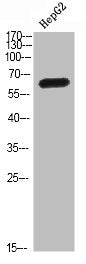 Western Blot analysis of HEPG2 cells using MIA2 Polyclonal Antibody diluted at 1:500. Secondary antibody was diluted at 1:20000