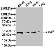Western Blot Positive WB detected in: recombinant protein All lanes: pyrF Antibody at 1:1000 Secondary Goat polyclonal to rabbit IgG at 1/50000 dilution Predicted band size: 34 kDa Observed band size: 34 kDa