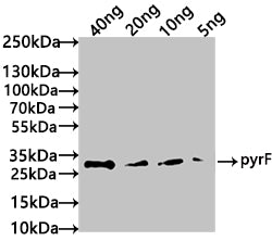 Western Blot Positive WB detected in: recombinant protein All lanes: pyrF Antibody at 1:1000 Secondary Goat polyclonal to rabbit IgG at 1/50000 dilution Predicted band size: 34 kDa Observed band size: 34 kDa