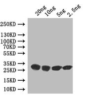 Western Blot Positive WB detected in: recombinant protein All lanes: vapB Antibody at 1:1000 Secondary Goat polyclonal to rabbit IgG at 1/50000 dilution Predicted band size: 28 kDa Observed band size: 28 kDa