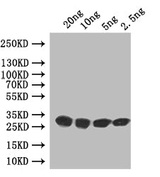 Western Blot Positive WB detected in: recombinant protein All lanes: vapB Antibody at 1:1000 Secondary Goat polyclonal to rabbit IgG at 1/50000 dilution Predicted band size: 28 kDa Observed band size: 28 kDa