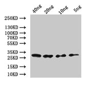 Western Blot Positive WB detected in: recombinant protein All lanes:mes-2 Antibody at 1:1000 Secondary Goat polyclonal to rabbit IgG at 1/50000 dilution Predicted band size: 30.6 kDa Observed band size: 32 kDa
