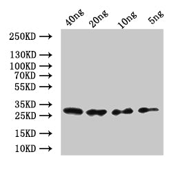 Western Blot Positive WB detected in: recombinant protein All lanes:mes-2 Antibody at 1:1000 Secondary Goat polyclonal to rabbit IgG at 1/50000 dilution Predicted band size: 30.6 kDa Observed band size: 32 kDa